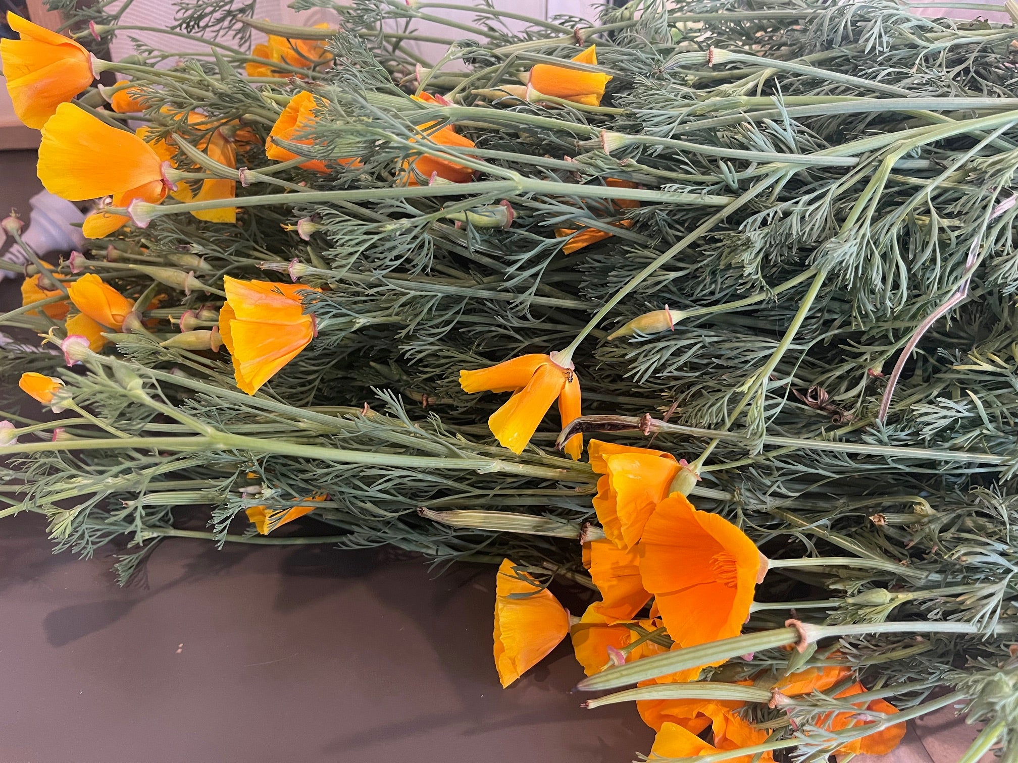 California Poppy Tincture 30ml